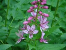 Dictamnus albusVuurwerkplant bestellen